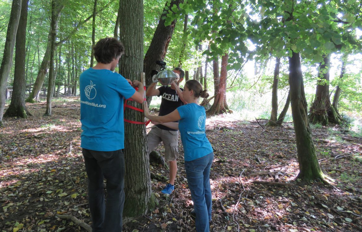 Befestigung eines Passivsammlers durch Mitarbeiter:innen vom Umweltinstitut München an einem Baum im Buchenwald Grumsin, Kernzone des Biosphärenreservats Schorfheide-Chorin, Brandenburg