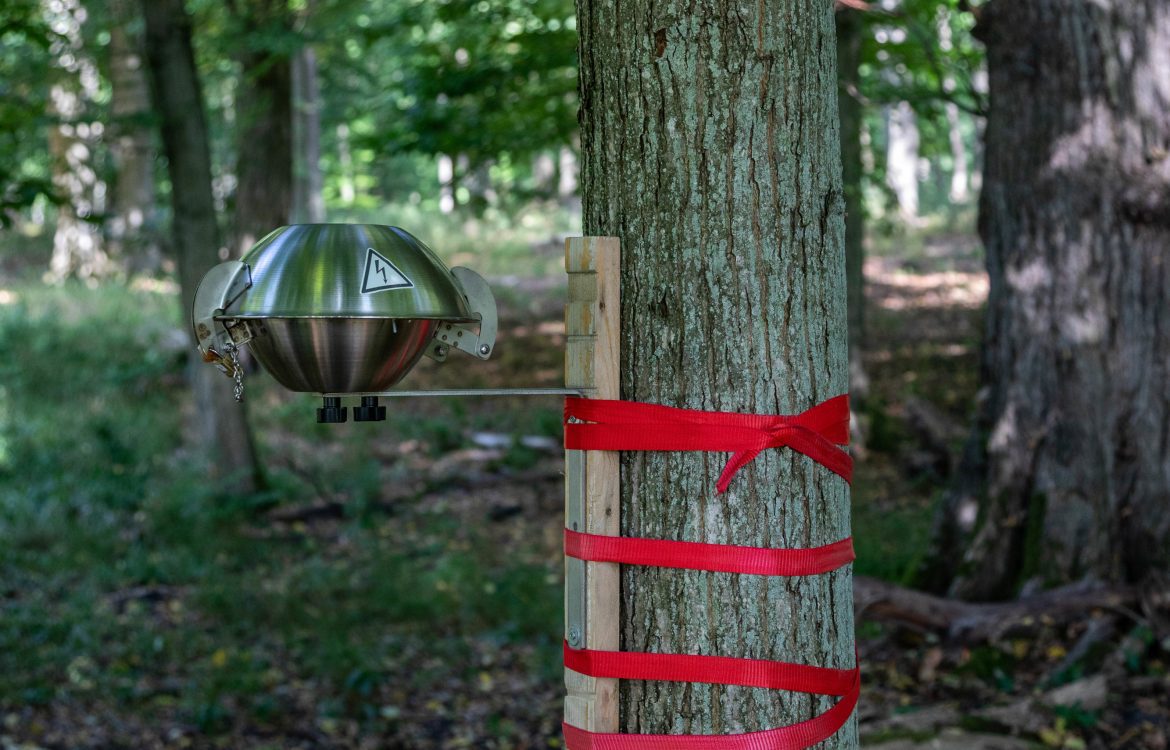 Passivsammler an Baum im Buchenwald Grumsin, Kernzone des Biosphärenreservats Schorfheide-Chorin