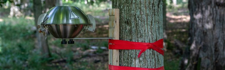 Passivsammler an Baum im Buchenwald Grumsin, Kernzone des Biosphärenreservats Schorfheide-Chorin