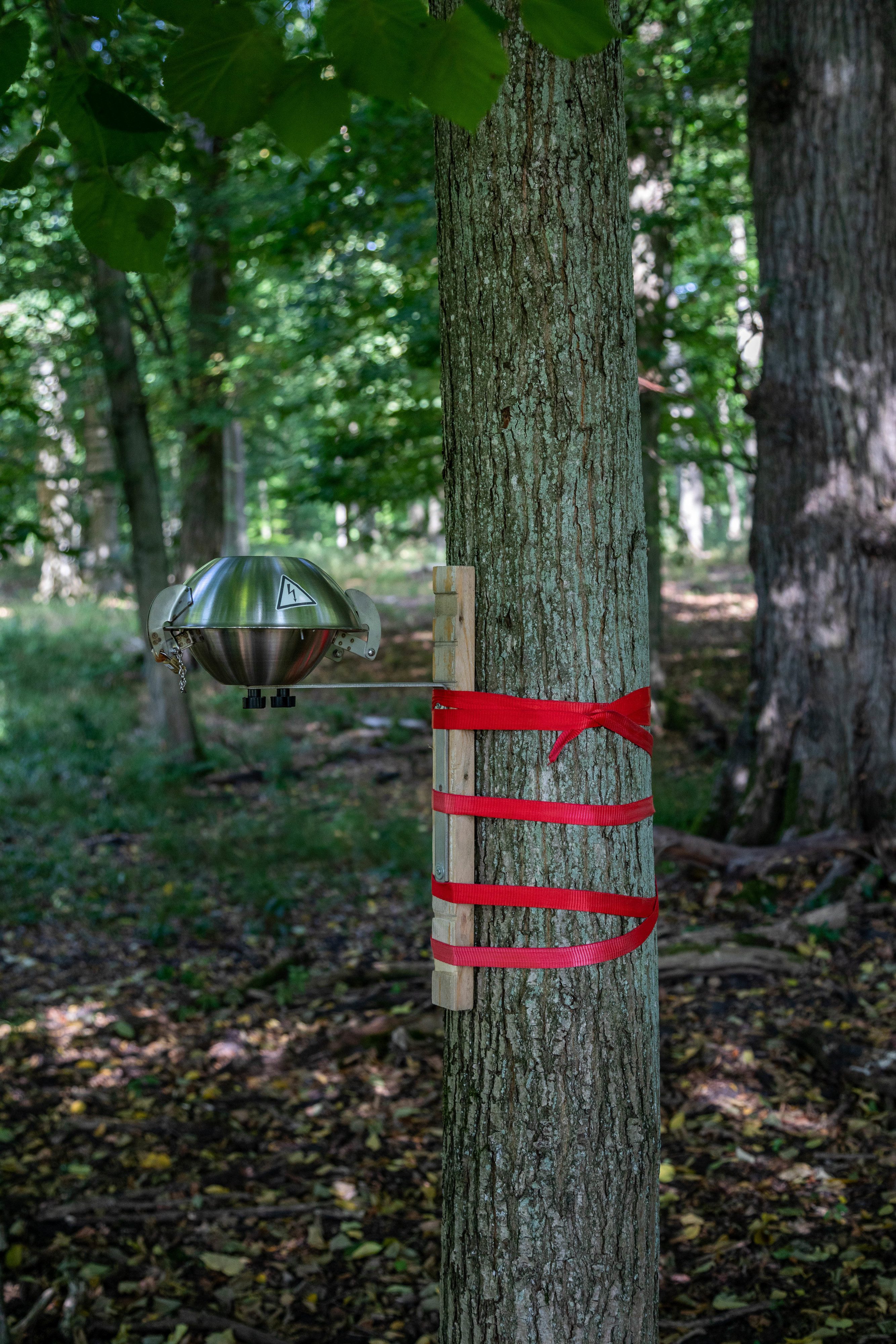 Passivsammler an Baum im Buchenwald Grumsin, Kernzone des Biosphärenreservats Schorfheide-Chorin