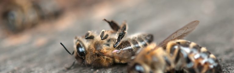 Tote Bienen