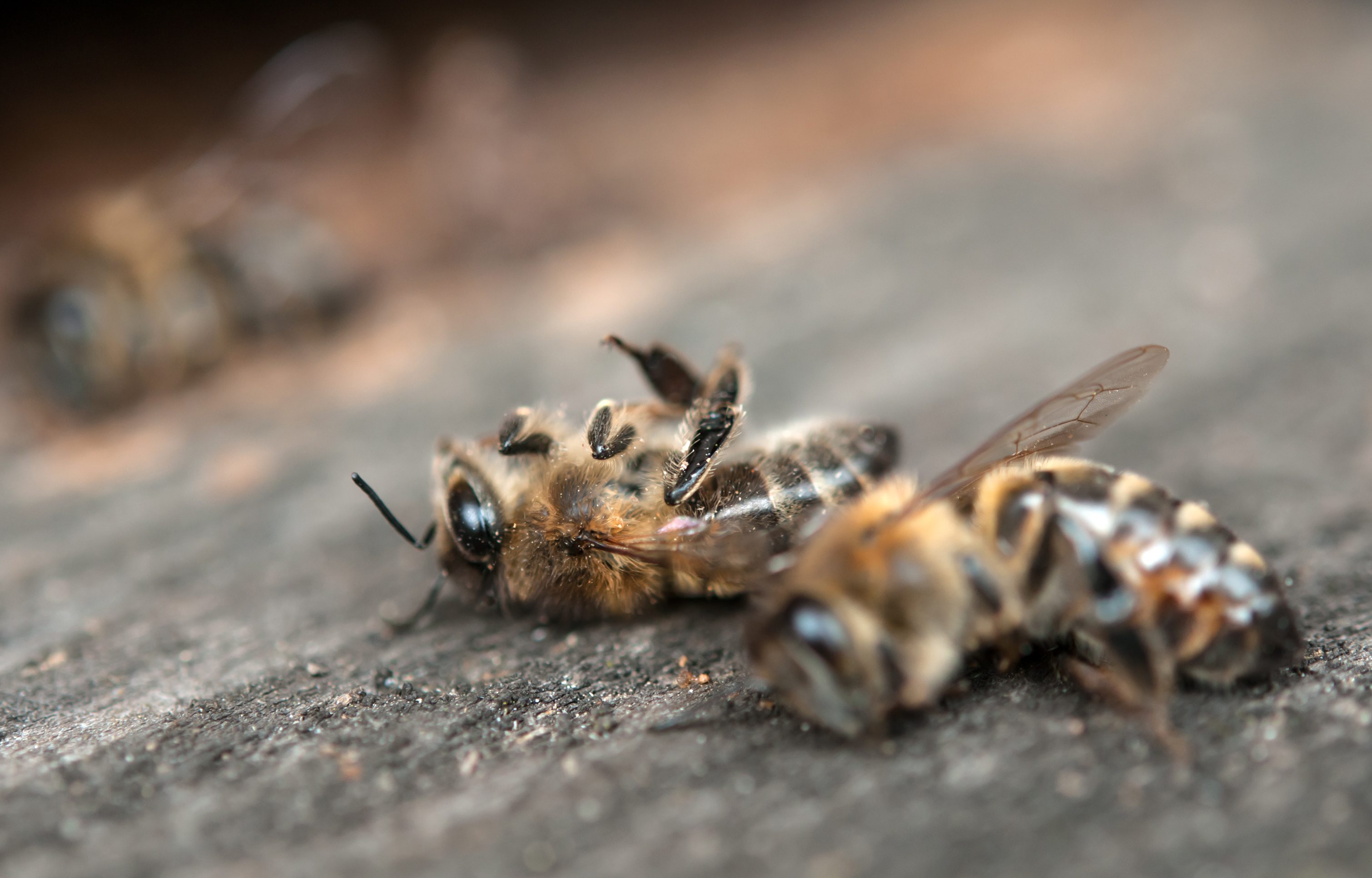 Durch Insektengift getötete Bienen