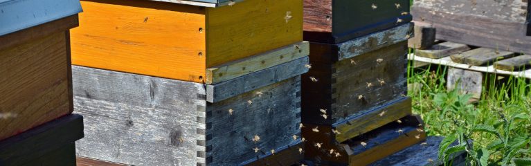 Bienenstöcke mit furagierenden Bienen bei Sonnenschein