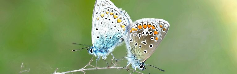 Schmetterlinge paaren sich