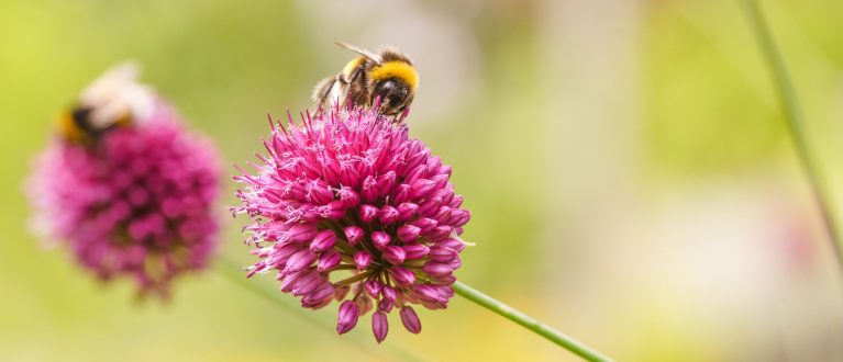 Hummel auf Blume