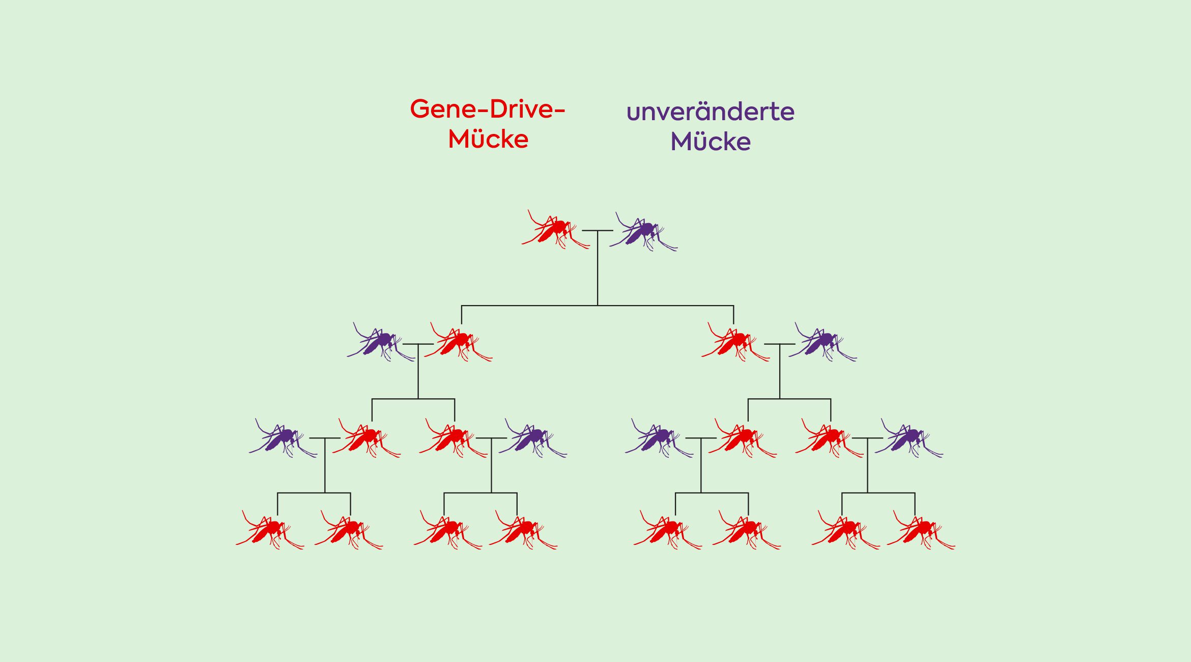 Gene Drive durch CRISPR/Cas Gentechnik jetzt auch an wilden Arten