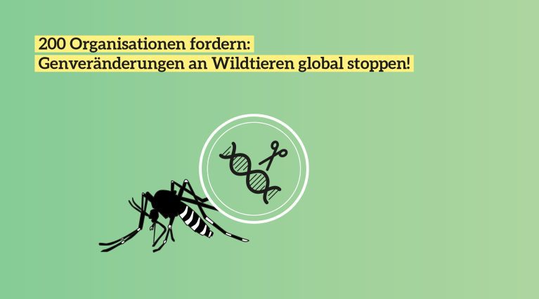 Das Bild zeigt eine Mücke neben einer Lupe unter der DNA zerschnitten wird. Darüber steht: 200 Organisationen fordern: Genveränderungen an Wildtieren golabal stoppen!