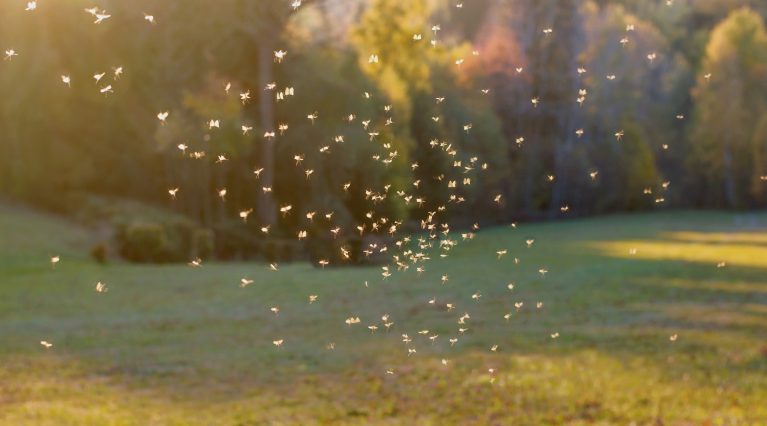 Mückenschwarm im Sonnenlicht