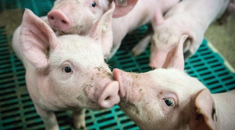 Gentechnik bei Tieren wird u.a. in der industriellen Schweinehaltung angewendet.