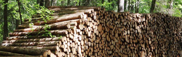 Im Wald befindet sich ein sehr großer Stapel gerodeter und zugesägter Bäume