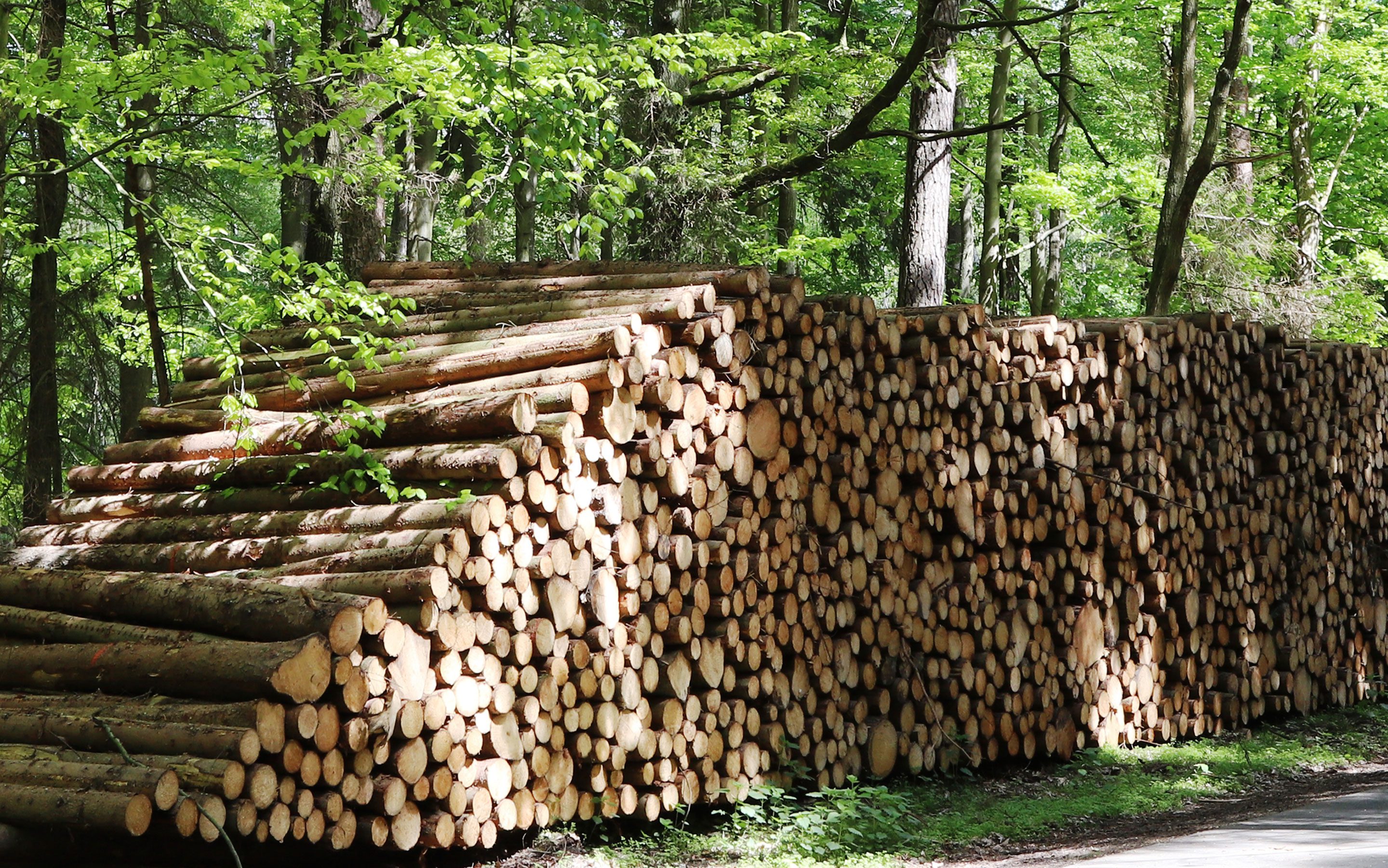 Im Wald befindet sich ein sehr großer Stapel gerodeter und zugesägter Bäume