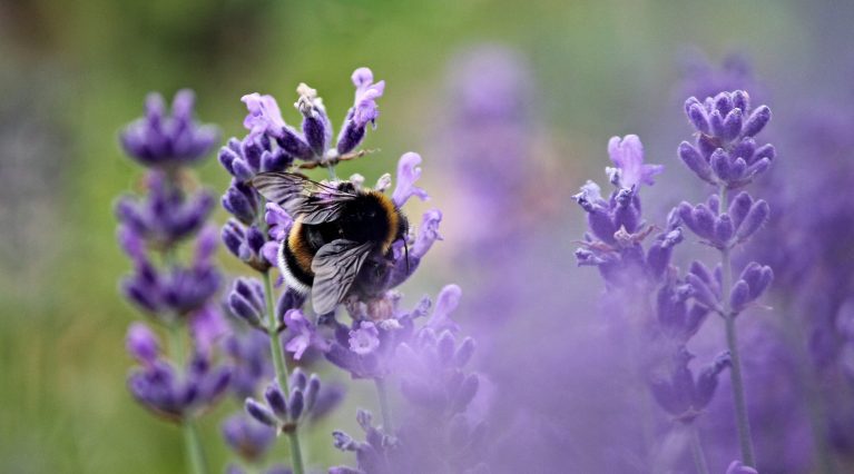 Hummel auf Lavendel