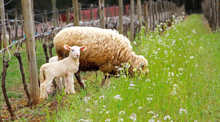 Mutterschaf mit zwei Lämmern weidet im Weinberg. Blumen blühen im Zwischenstreifen.