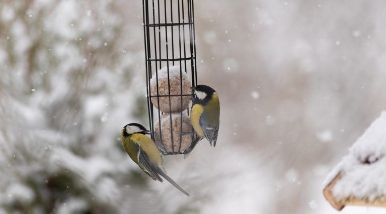 Zwei Kohlmeisen an einem Futtersilo mit Meisenknödeln in einem verschneiten Garten