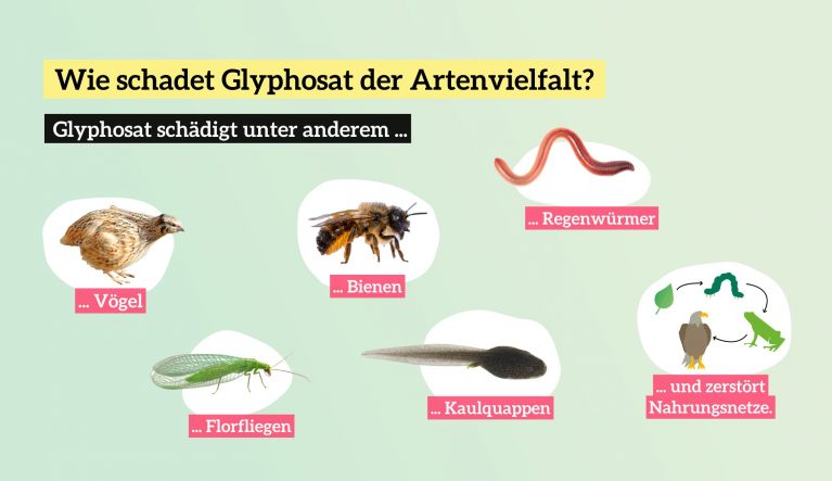 Grafik: Wie schadet Glyphosat der Artenvielfalt? Beispiele für betroffene Tierarten: Vögel, Bienen, Regenwürmer, Florfliegen, Kaulquappen, zerstört Nahrungsnetze