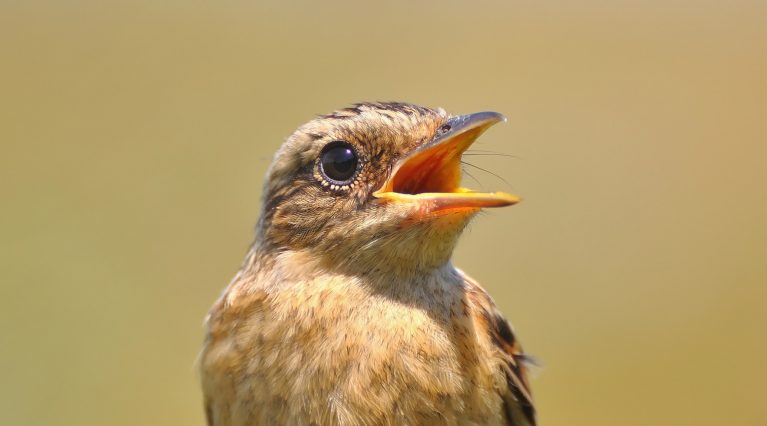 Vögel in Deutschland nicht ausreichend geschützt: Bild Braunkehlchen