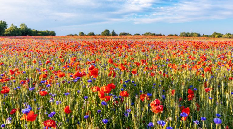 Blumenwiese