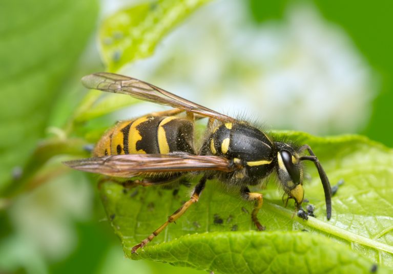 Eine Wespe frisst Blattläuse