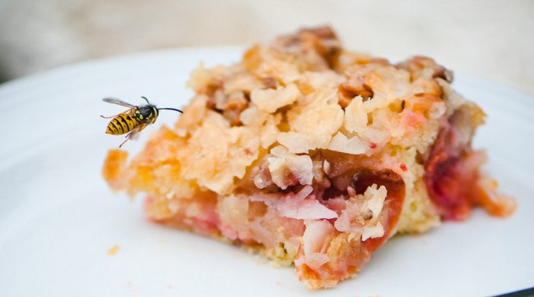 Eine aufdringliche Wespe nähert sich einem Stück Kuchen