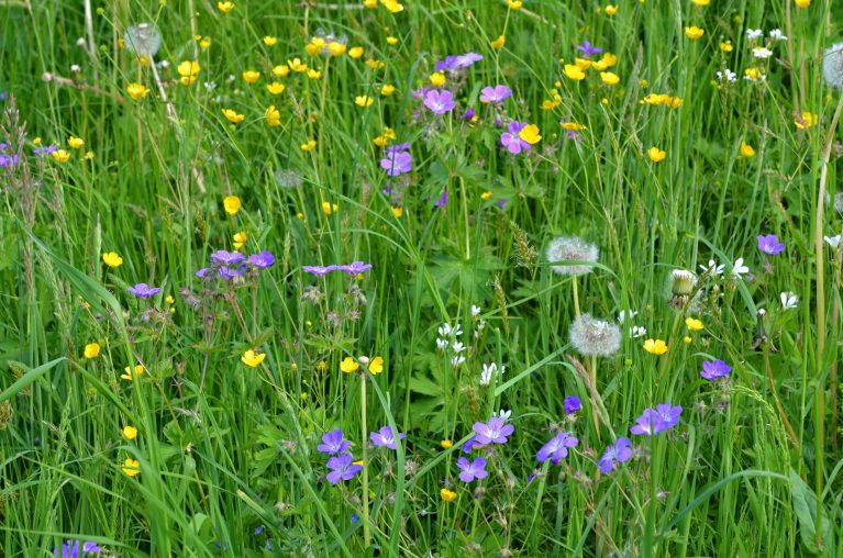 Wildblumenwiese oder Kräuterrasen