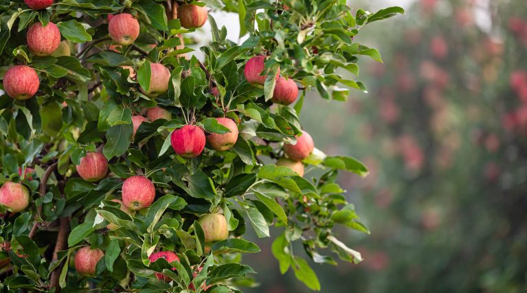 Äpfel in einer Apfelplantage