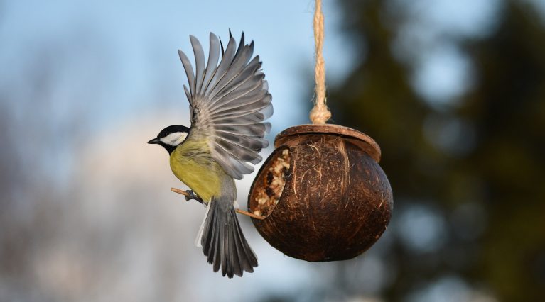 Eine Kohlmeise fliegt von der winterlichen Futterstelle auf