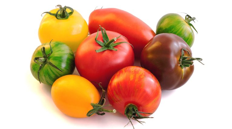 _aktuelle-meldung_image_einspruch_tomatenpatent_c-rdnzl-adobestock aktuelle meldung image einspruch tomatenpatent c rdnzl adobestock