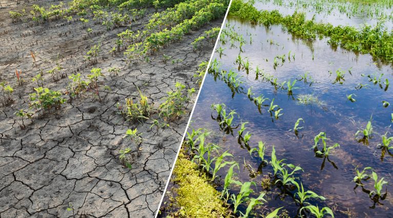Geteiltes Feldbild: Links Dürre mit rissigem Boden, rechts Überschwemmung mit jungen Pflanzen im Wasser. Geteiltes Feldbild: Links Dürre mit rissigem Boden, rechts Überschwemmung mit jungen Pflanzen im Wasser.