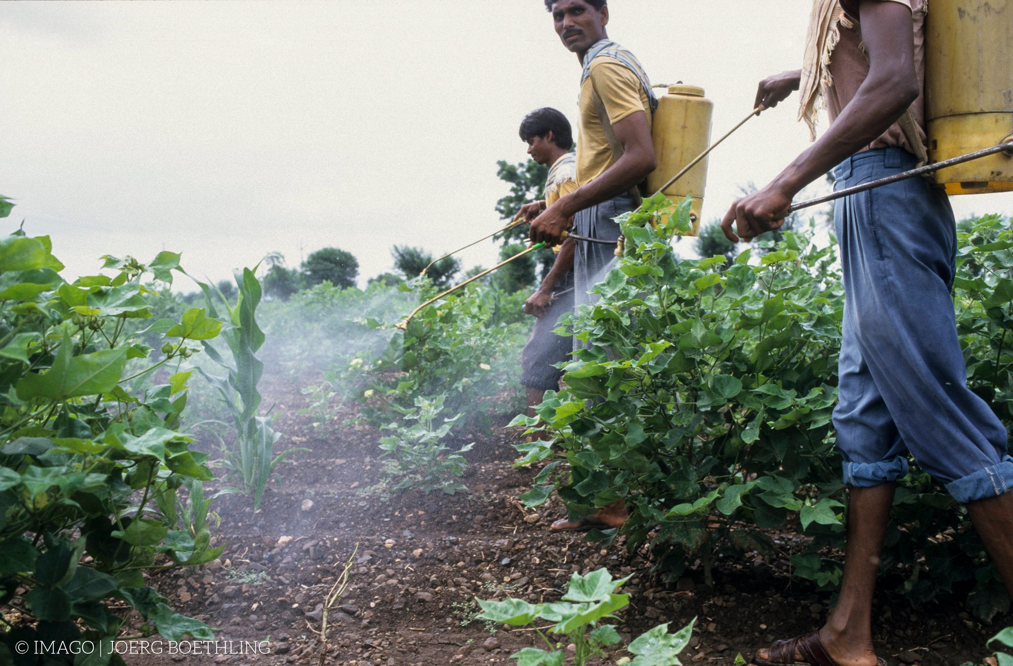Auf einem Feld sind drei Menschen zu sehen, die Pestizide ausbringen.