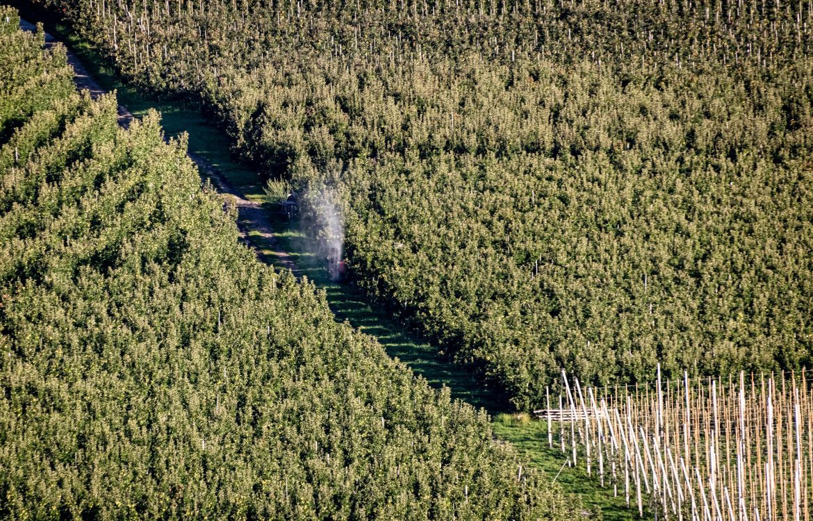 Ein Traktor spritzt Pestizide in einer großen Apfelplantage im Vinschgau in Südtirol. Man kann die Pestizide als eine größere Nebelwolke hinter dem Traktor sehen.