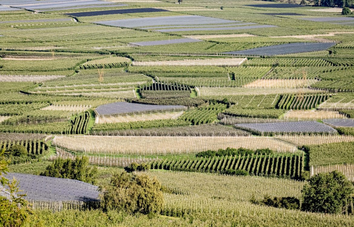 Aufnahme aus der Luft von vielen Apfelplantagen nebeneinander im Vinschgau in Südtirol.