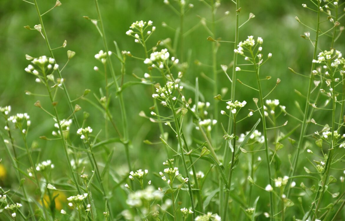 Gewöhnlicher Hirtentäschel