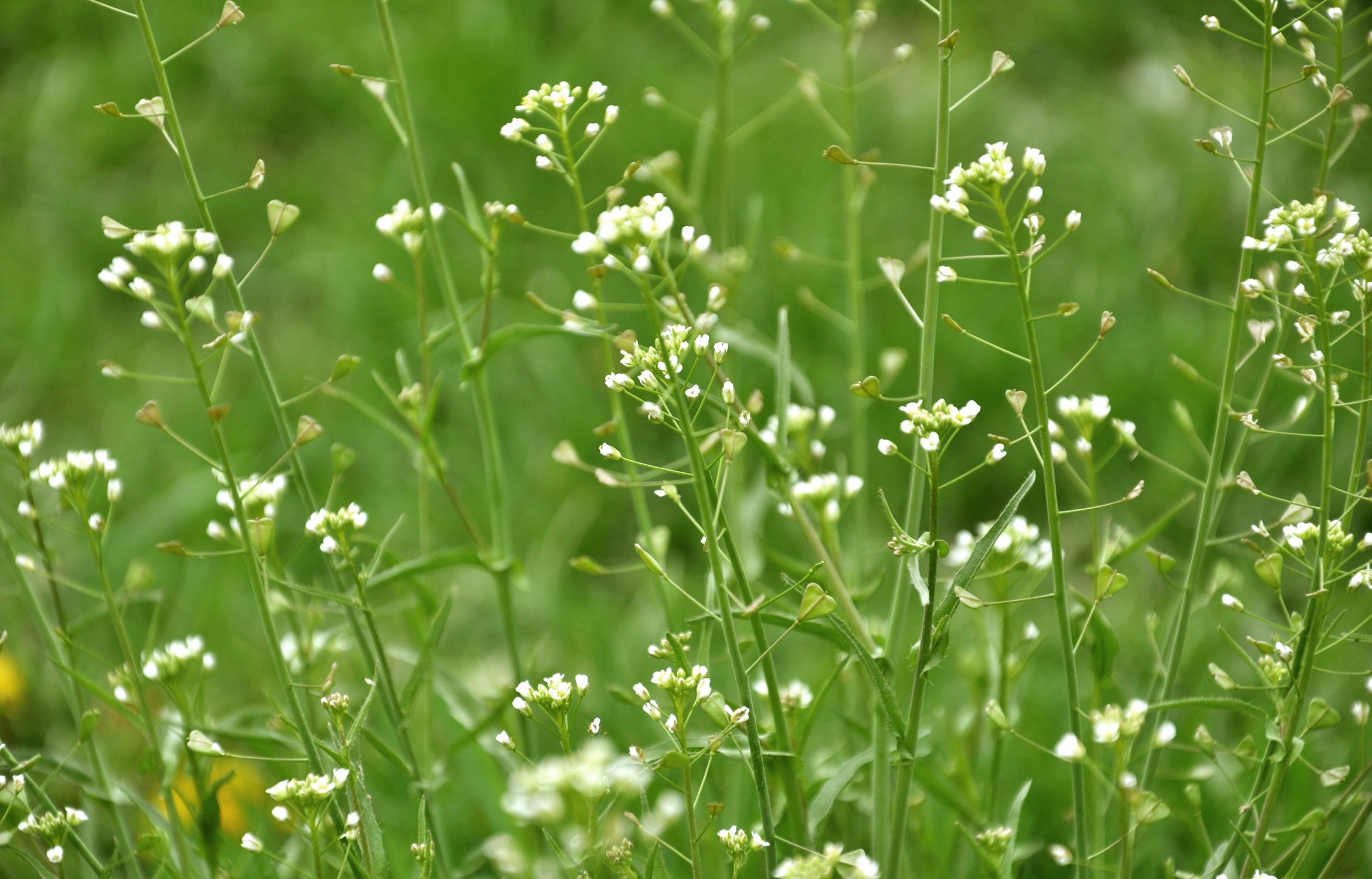 Gewöhnlicher Hirtentäschel
