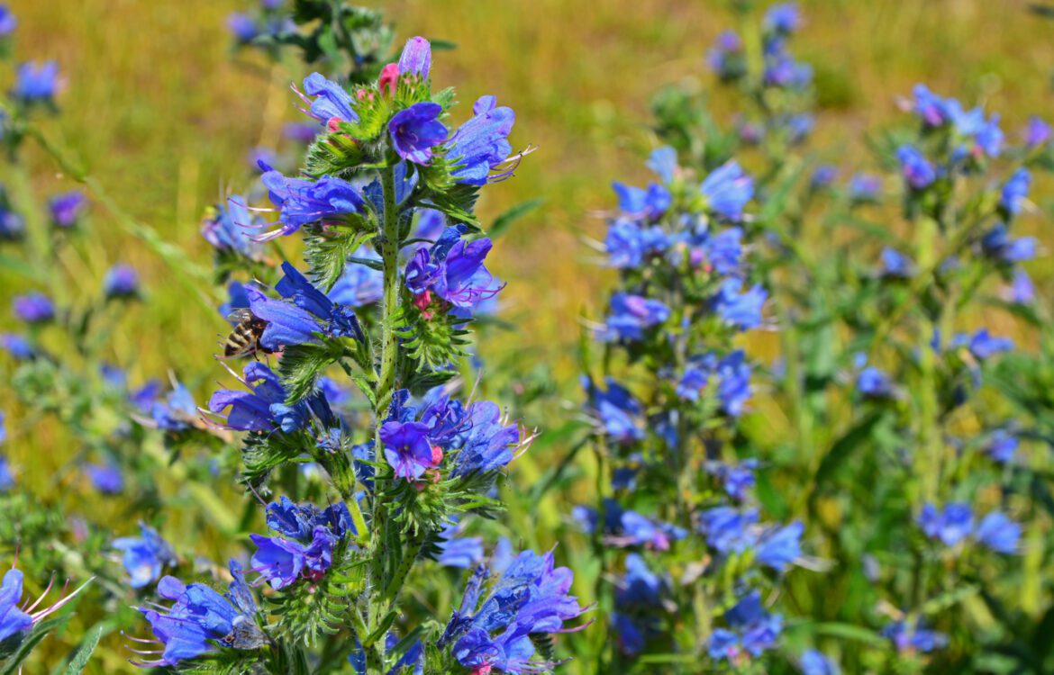 Gewöhnlicher Natternkopf