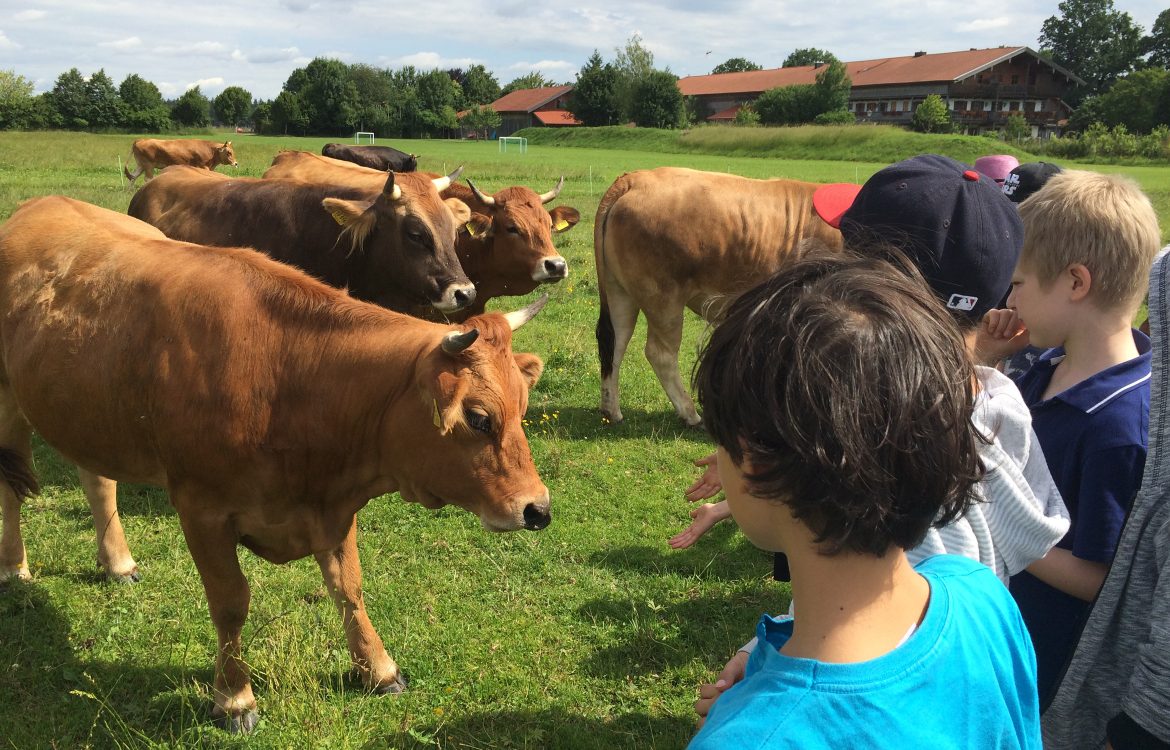 Eine Schulklasse steht auf einer Kuhweide und nimmt Kontakt mit den Tieren auf.